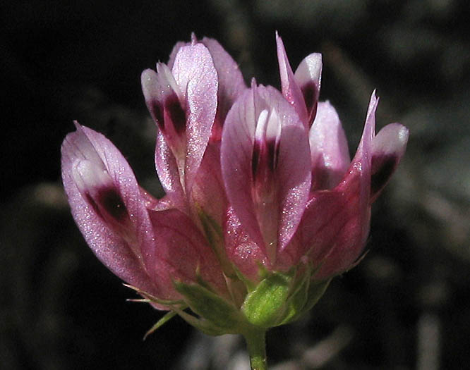 Detailed Picture 1 of Trifolium depauperatum var. truncatum