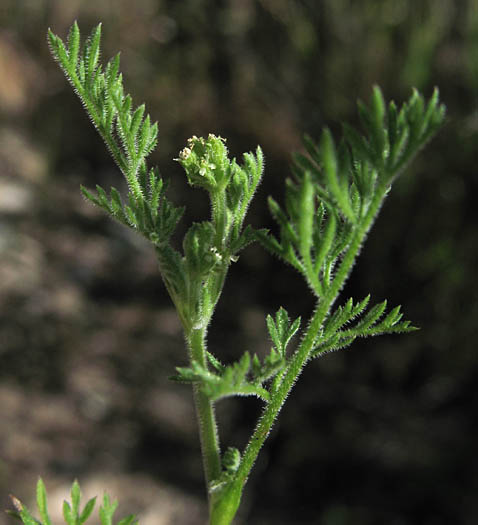 Detailed Picture 3 of Yabea microcarpa