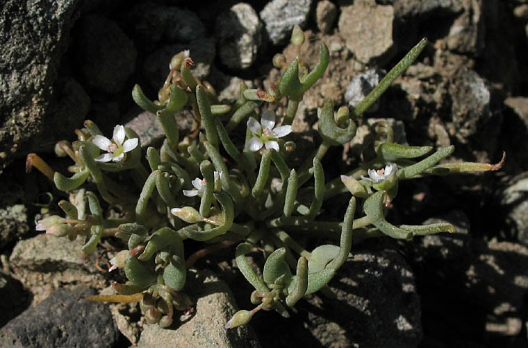 Detailed Picture 5 of Claytonia exigua ssp. exigua