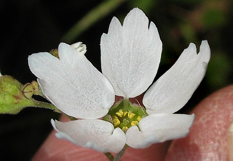 Detailed Picture 2 of Lithophragma cymbalaria