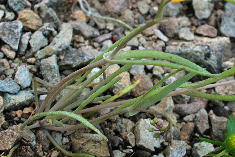 Detailed Picture 3 of Claytonia gypsophiloides