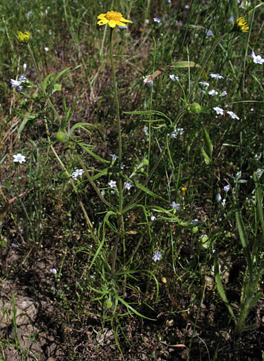 Detailed Picture 5 of Lasthenia coronaria