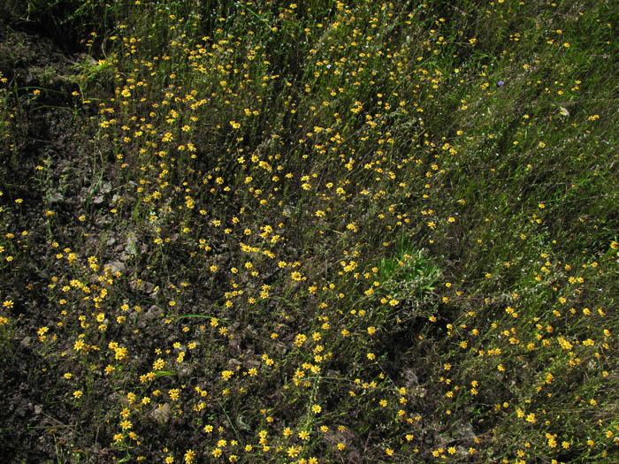 Detailed Picture 6 of Lasthenia coronaria