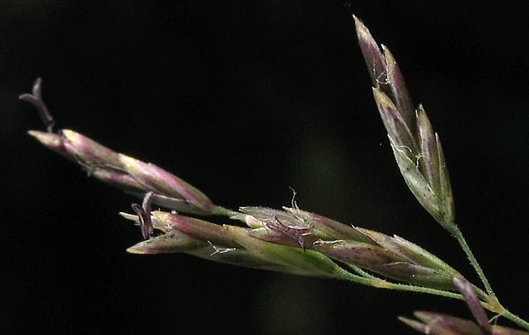 Detailed Picture 1 of Poa secunda