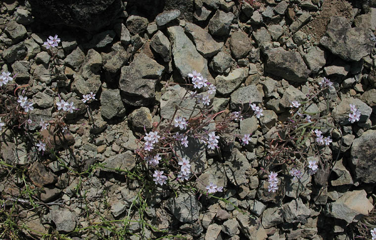 Detailed Picture 6 of Claytonia gypsophiloides