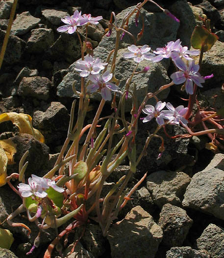 Detailed Picture 4 of Claytonia gypsophiloides