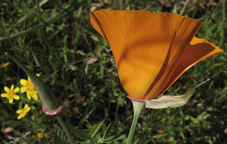 Detailed Picture 3 of Eschscholzia californica