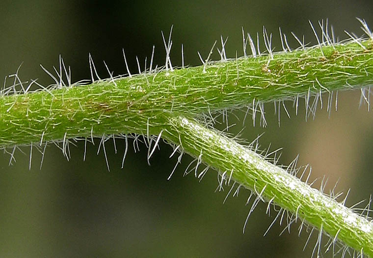 Detailed Picture 7 of Cryptantha muricata var. muricata