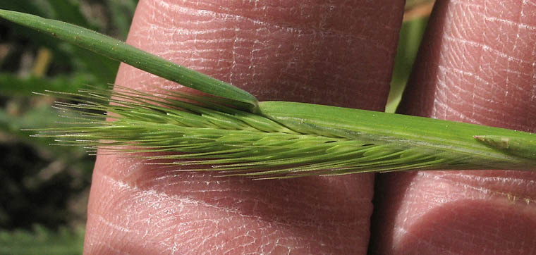 Detailed Picture 1 of Hordeum depressum