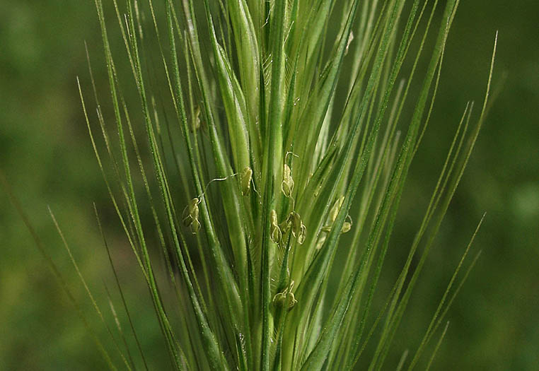 Detailed Picture 3 of Hordeum depressum