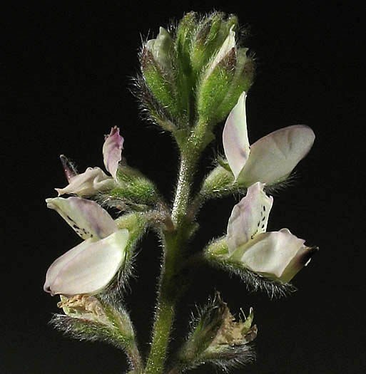 Detailed Picture 4 of Lupinus bicolor