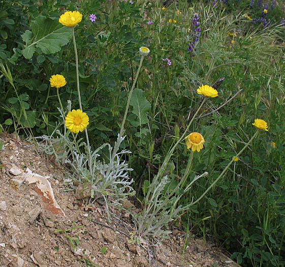 Detailed Picture 4 of Baileya multiradiata