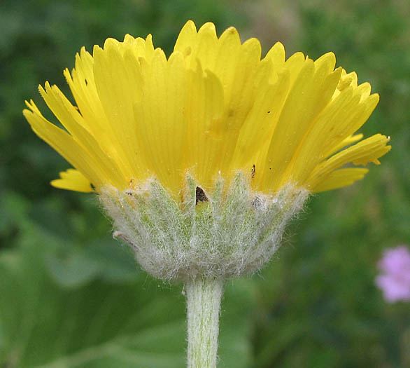 Detailed Picture 3 of Baileya multiradiata