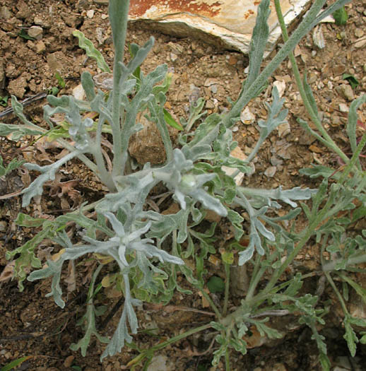 Detailed Picture 5 of Baileya multiradiata