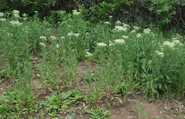 Detailed Picture 5 of Lepidium draba