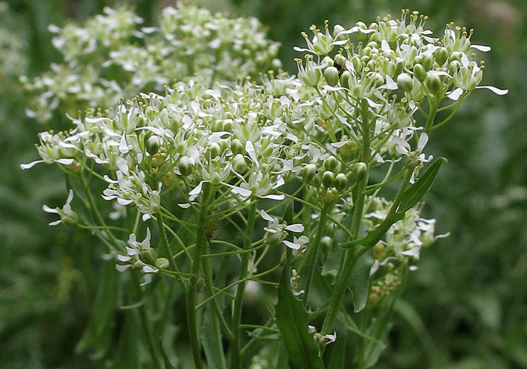 Detailed Picture 3 of Lepidium draba