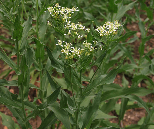 Detailed Picture 4 of Lepidium draba