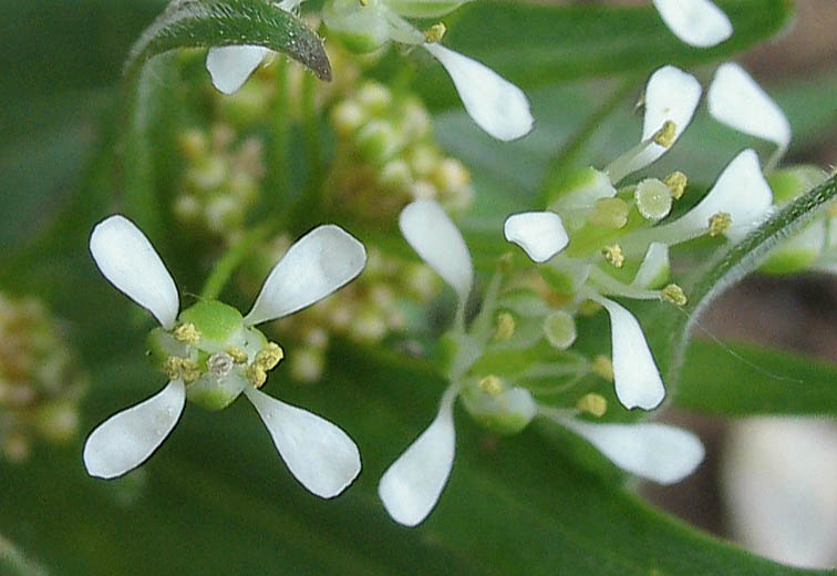 Detailed Picture 1 of Lepidium draba