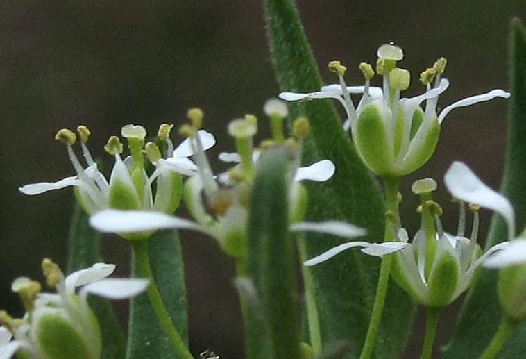 Detailed Picture 2 of Lepidium draba