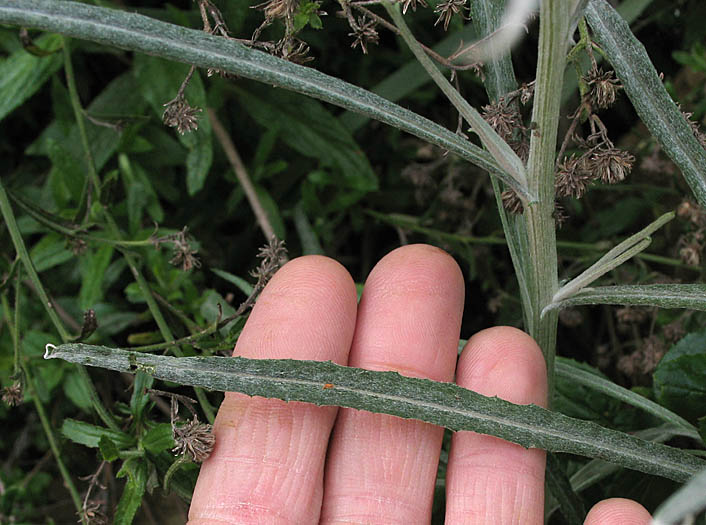 Detailed Picture 7 of Senecio quadridentatus