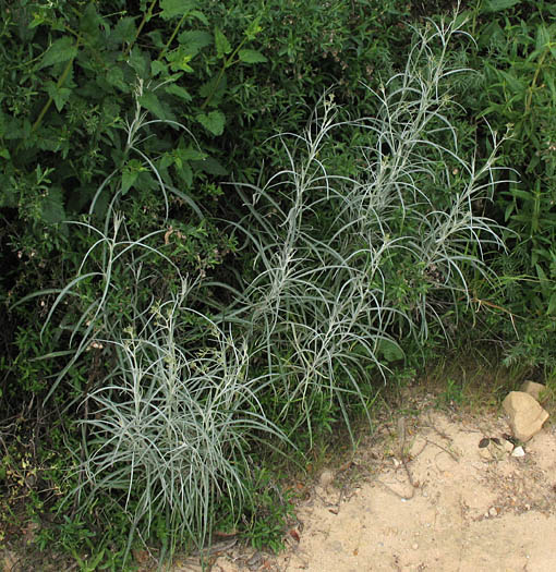 Detailed Picture 6 of Senecio quadridentatus