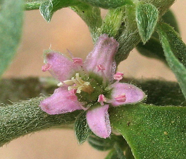 Detailed Picture 1 of Galenia pubescens