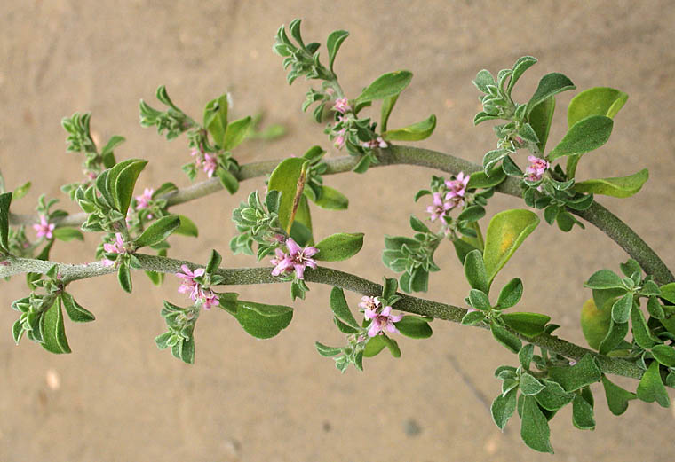 Detailed Picture 5 of Galenia pubescens