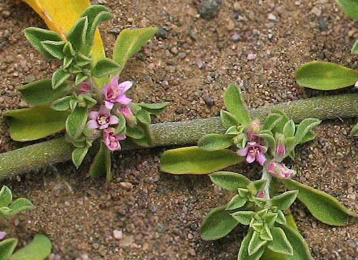 Detailed Picture 4 of Galenia pubescens