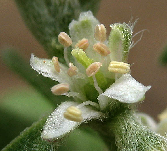 Detailed Picture 2 of Galenia pubescens