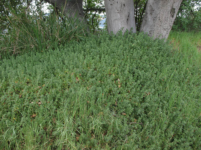 Detailed Picture 7 of Galenia pubescens