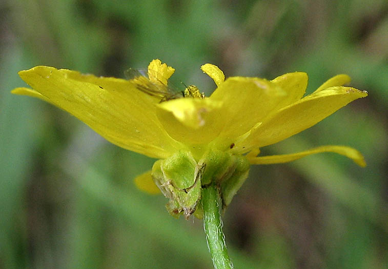 Detailed Picture 2 of Ranunculus californicus var. californicus
