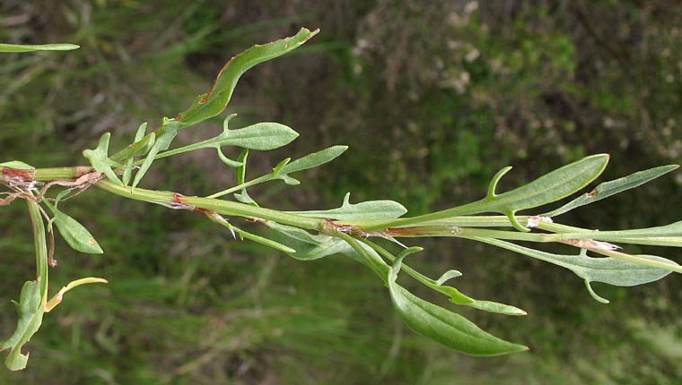 Detailed Picture 7 of Rumex acetosella