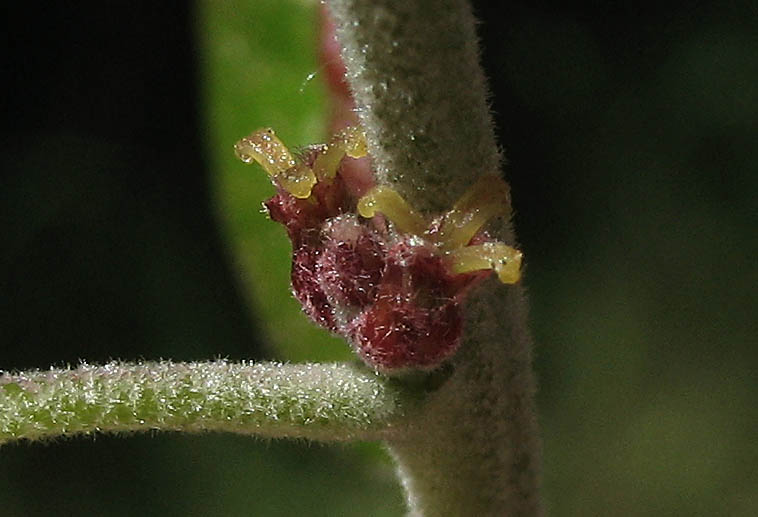 Detailed Picture 3 of Quercus agrifolia var. agrifolia