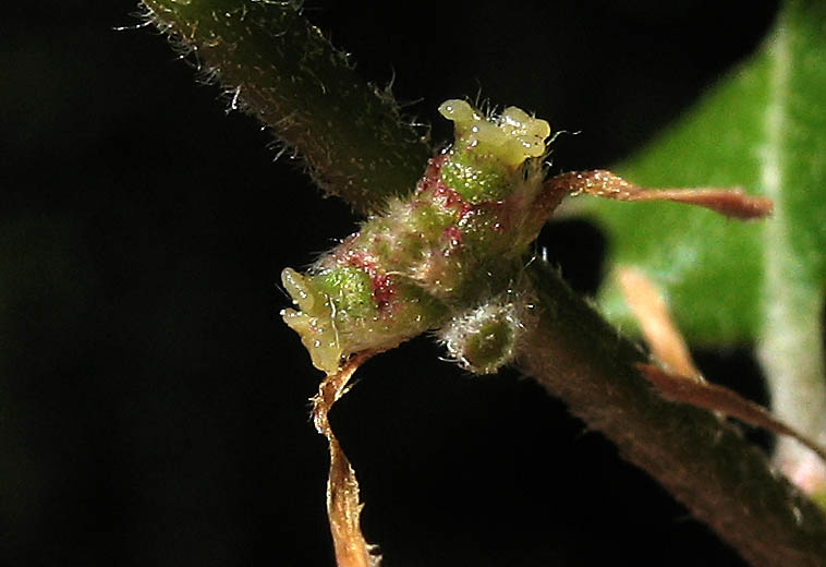 Detailed Picture 4 of Quercus berberidifolia