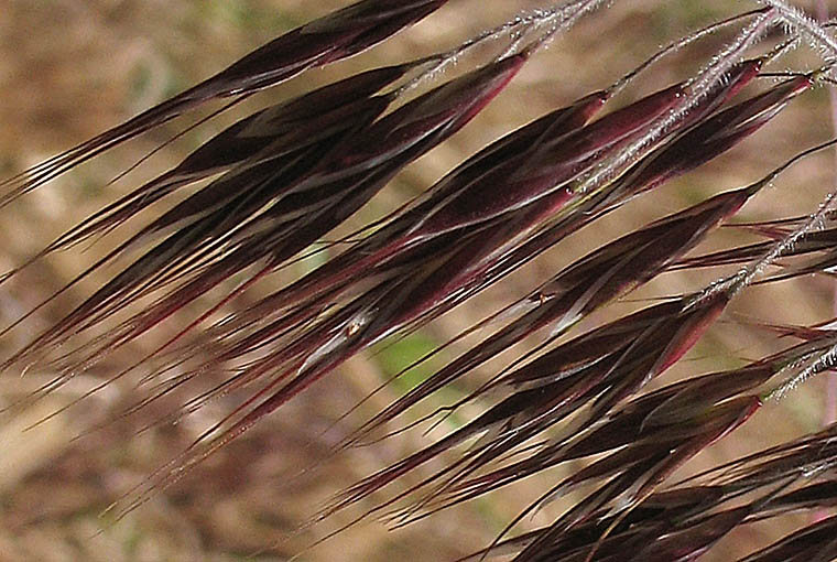 Detailed Picture 1 of Bromus tectorum