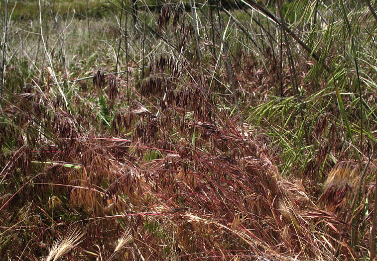 Detailed Picture 5 of Bromus tectorum