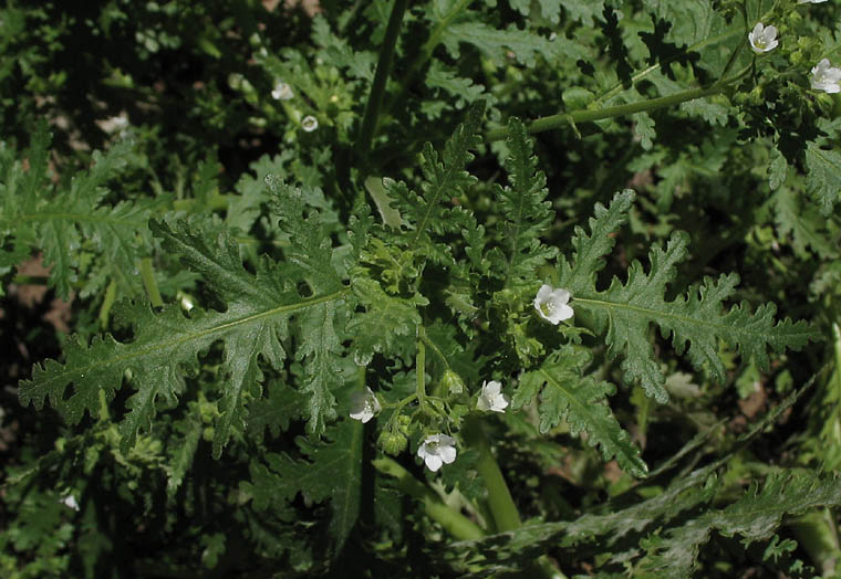 Detailed Picture 5 of Eucrypta chrysanthemifolia var. chrysanthemifolia