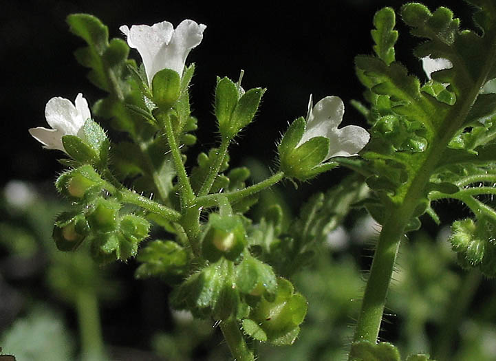 Detailed Picture 4 of Eucrypta chrysanthemifolia var. chrysanthemifolia