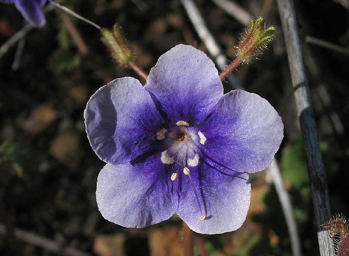 Detailed Picture 3 of Phacelia parryi