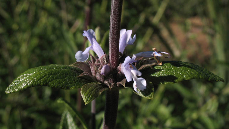 Detailed Picture 3 of Salvia mellifera