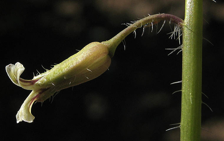 Detailed Picture 2 of Caulanthus heterophyllus