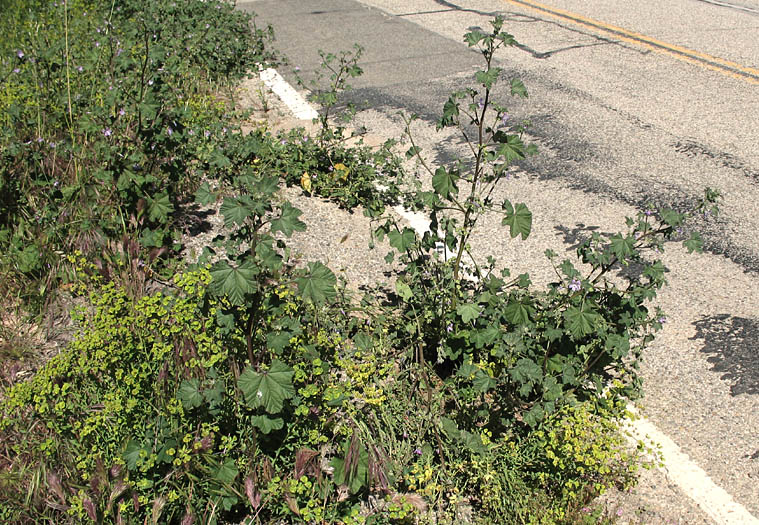 Detailed Picture 4 of Malva pseudolavatera