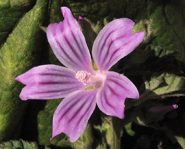 Detailed Picture 1 of Malva pseudolavatera