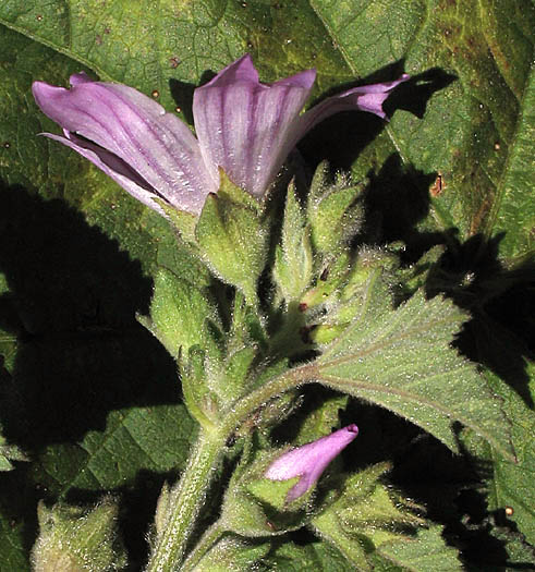 Detailed Picture 2 of Malva pseudolavatera