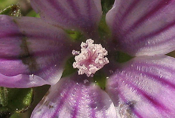 Detailed Picture 3 of Malva pseudolavatera