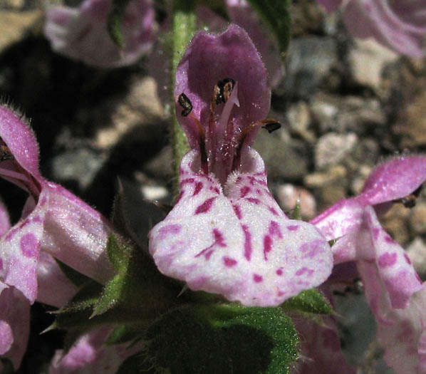 Detailed Picture 2 of Stachys rigida var. quercetorum