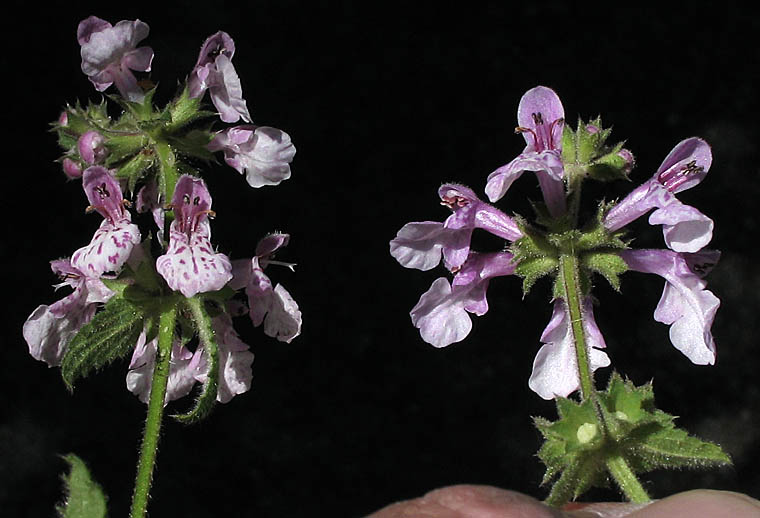 Detailed Picture 7 of Stachys rigida var. quercetorum