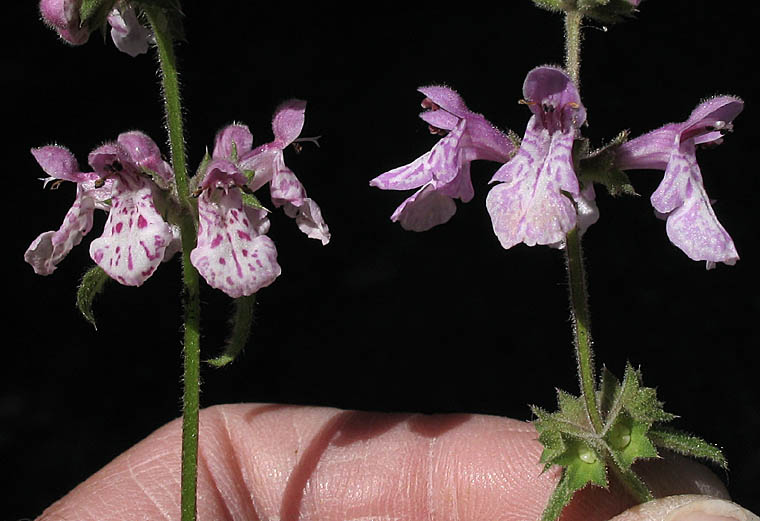 Detailed Picture 6 of Stachys rigida var. quercetorum