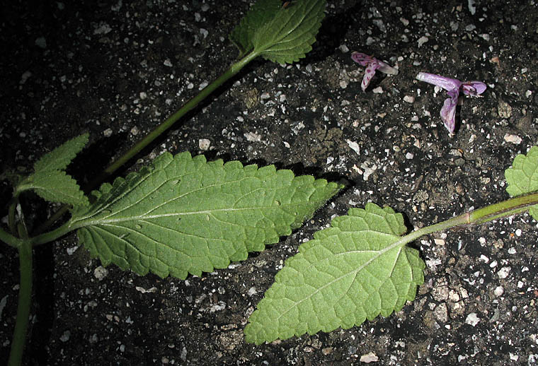 Detailed Picture 9 of Stachys rigida var. quercetorum