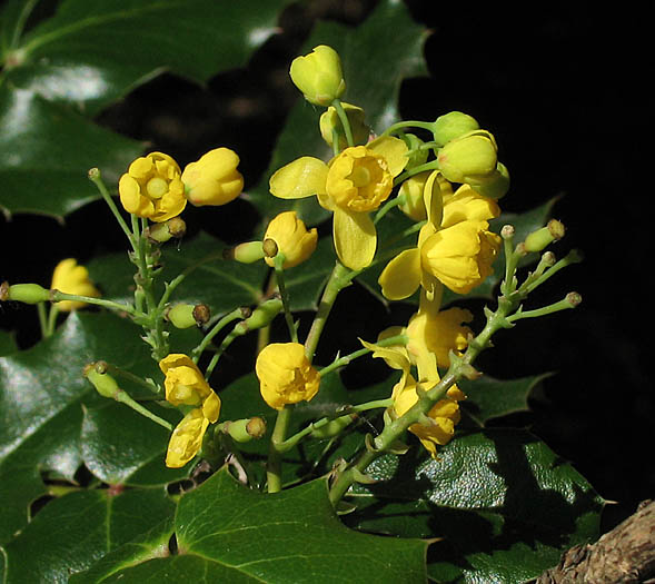 Detailed Picture 3 of Berberis pinnata ssp. pinnata